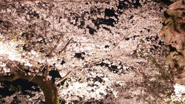 pov look up to cherry blossoms trees in full bloom with light up on the tree in night time,illuminated rows of cherry blossoms trees tunnel with light up decoration