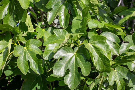 Full Frame Pattern of Vibrant Green Common Fig Ficus carica Leaves in Sunlight