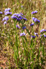 Obraz premium Macro of Bicolor Purple and White Sea Lavender Limonium sinuatum Flowers