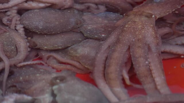 대한민국 한국 전통시장 재래시장 수산시장 시장 수산물 해산물 낙지 산낙지 활어 연체동물 식재료 유통 판매 상인 노점 신선한 대야 바구니 수조 살아있는 제철음식 보양식 영양식 탕탕이 연포탕 낙지볶음 식문화 장날 식료품