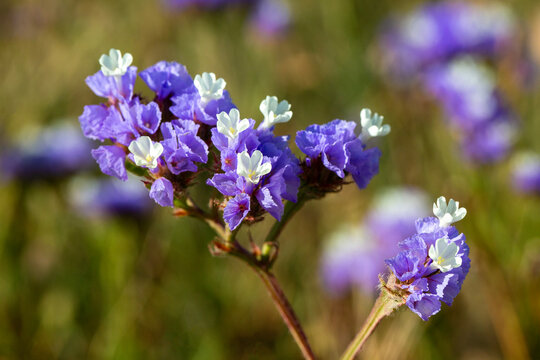 Macro of Bicolor Purple and White Sea Lavender Limonium sinuatum Flowers