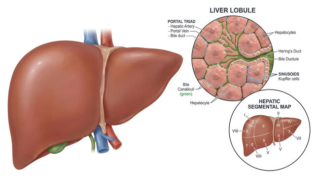 Medical illustration of human liver anatomy, detailing macroscopic view, microscopic lobules, and internal segmentation, providing insights for physiological study