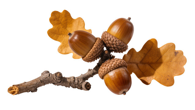 Three acorns on oak branch with dry leaves