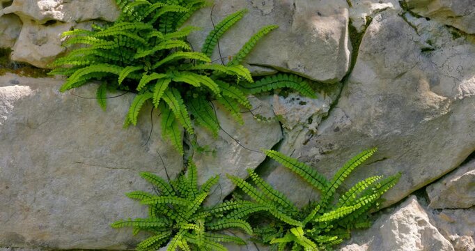 Asplenium trichomanes, Maidenhair Spleenwort Growing on a Rock