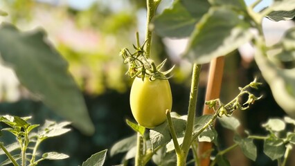 Vibrant green tomato ripening on its vine in a garden, bathed in natural sunlight © suciramadhani