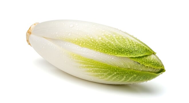 Fresh endive head with water droplets on white background