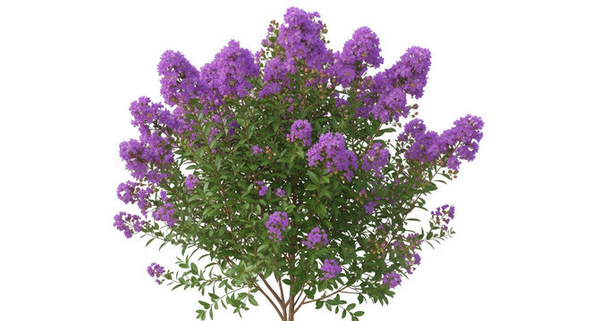 A blooming crape myrtle bush with vibrant purple flower clusters and green leaves isolated against a solid black background