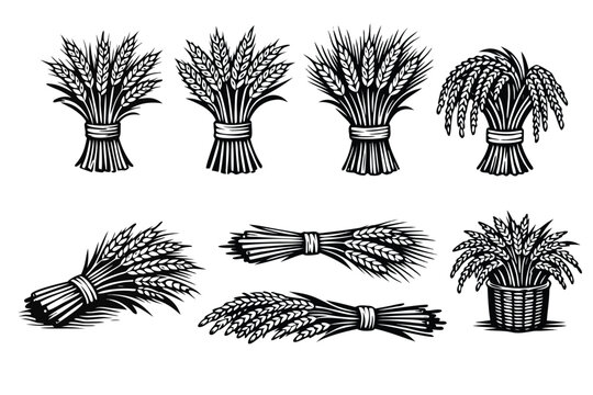 Collection of hand-drawn wheat, barley, and rice bundles in black and white vector style. Vintage engraving sheaves of grain for harvest, agriculture, farming, and organic food label design.