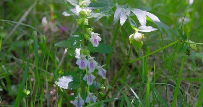 Flower of Melittis melissophyllum, Bastard Balm