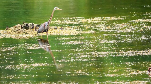 Purple heron ( Ardea purpurea ) standing to hunting aquatic animals for food in wetland, Reflection on green color water surface of Long necked bird at Khao Sam Roi Yot National Park, Thailand
