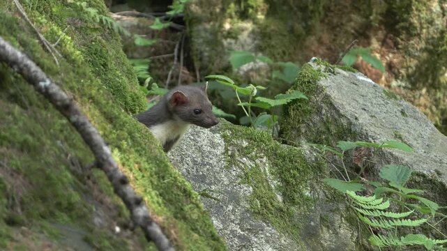 Faina (Martes foina) | Stone Marten Wildlife in 4K Forest Night Scene