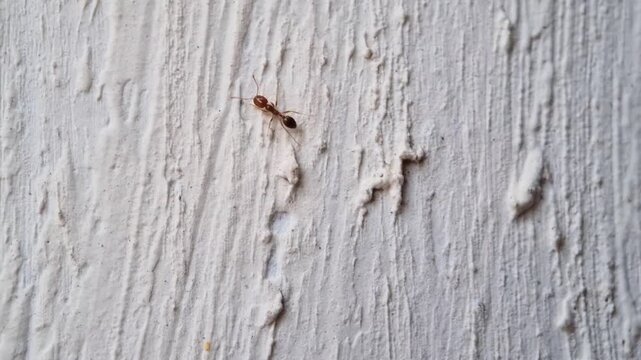 A group of red ants walking on the wall texture the afternoon
