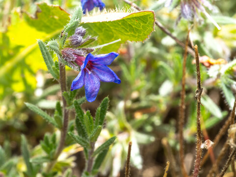 Extreme macro of a vibrant blue purple lithodora flower blooming in spring, detailed texture of glowing petals and hairy sepals against a backlit green leaf.