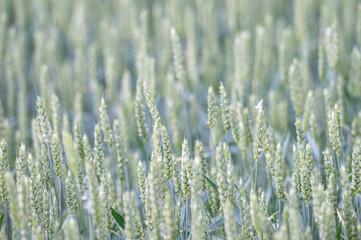 Obraz premium Close-up of green wheat ears ripening in a field under bright sunlight, agricultural crop background.
