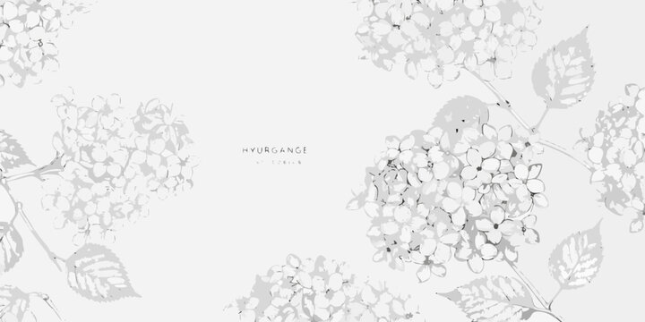 Hydrangea Floral Ornament Delicate Line Drawings On White Background