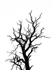 Fototapeta premium Dramatic silhouette of a stark dead tree with intricate bare branches against a bright white background, symbolizing resilience and the cycle of nature