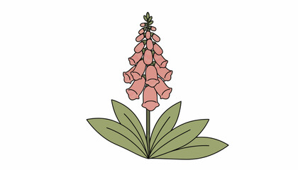 Pink Foxglove Flower, Digital Illustration, Vector Graphic, Botanical Icon © Adam
