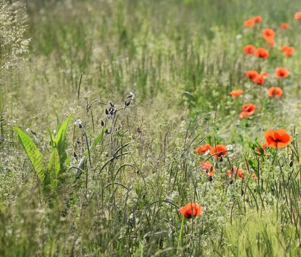 Wildflowers in the Morning Light