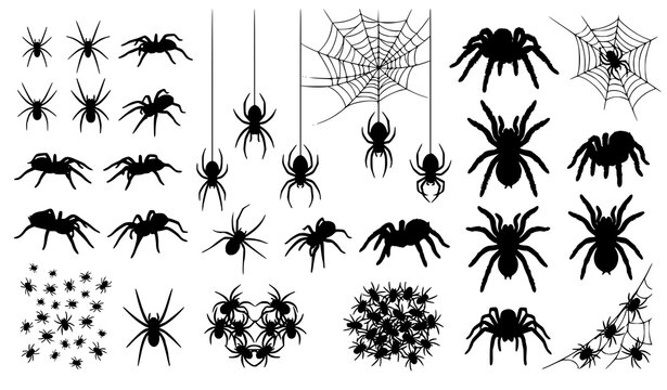 Black Spider Silhouette Vector Set for Halloween Spooky Horror Design Projects