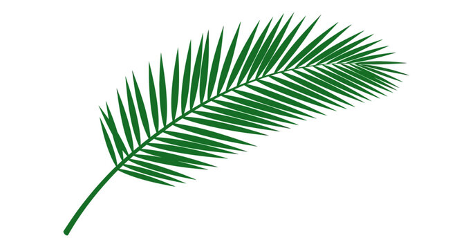 Green palm leaf, tropical foliage, palm tree branch, vector illustration, leafy element, natural icon