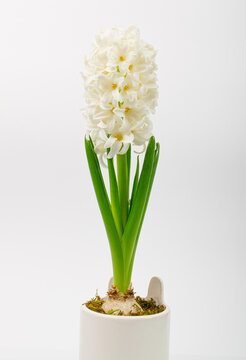 Hyacinth Isolated on White Background, Spring Flower Closeup with Copy Space, White Hyacinth Banner