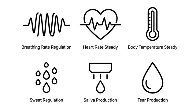 Includes concepts of respiration, heart rate, body temperature, and glandular secretion regulation, autonomic nervous system balance, chronic disease management, and daily health maintenance.
