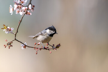 great tit parus major © Bai