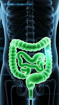 Detailed Gastrointestinal Tract Anatomy Illustration in Glowing Green Over Dark Background for Medical and Health Professionals