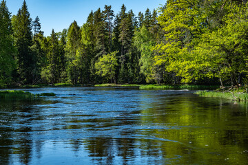 Fototapeta premium River area in spring. Scenic view of salmon river landscape in Farnebofjarden national park.