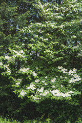 Fototapeta premium ヤブデマリ（Viburnum plicatum var. tomentosum）：白い花が沢山咲いた木／日本埼玉県・みすず山・5月