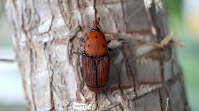A red palm weevil (Rhynchophorus ferrugineus) on a palm tree on the Turkish Aegean coast (&Ccedil;eşme, near Izmir).