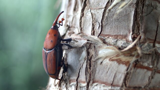 A red palm weevil (Rhynchophorus ferrugineus) on a palm tree on the Turkish Aegean coast (&Ccedil;eşme, near Izmir).