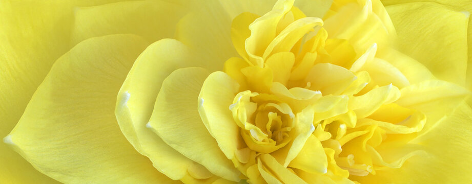 Yellow daffodil flower close-up. Floral spring background. Nature.