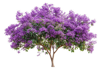 Fototapeta premium Blooming Tree with Violet Flowers in Spring Nature and Floral Beauty