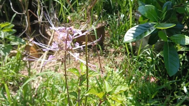 Cat's Whiskers or Java Tea purple flower and  plant close up. Orthosiphon aristatus or Orthosiphon stamineus plant