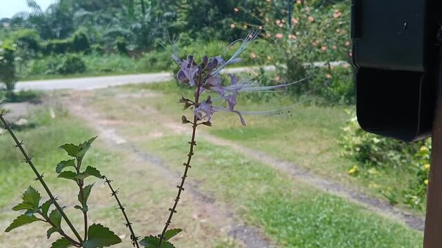 Cat's Whiskers or Java Tea purple flower and  plant close up. Orthosiphon aristatus or Orthosiphon stamineus plant