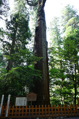 Fototapeta premium 高千穂神社