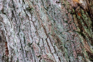 Fototapeta premium Tree bark texture with lichen and grooved surface