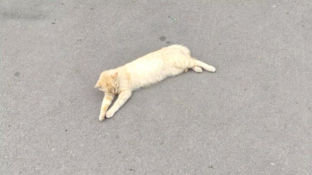 Ginger cat lying on asphalt stretching and falling asleep