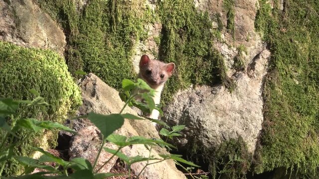 Faina (Martes foina) | Stone Marten Wildlife in 4K Forest Night Scene