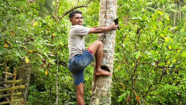 Young indonesian male farmer, smiling portrait, looking at camera, on coconut tree, machete in hand, flores island, indonesia, southeast asia