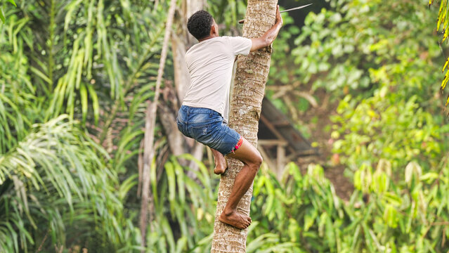 Young asian farmer climbing coconut palm tree barefoot with machete for traditional harvest in rural flores island, indonesia, southeast asia
