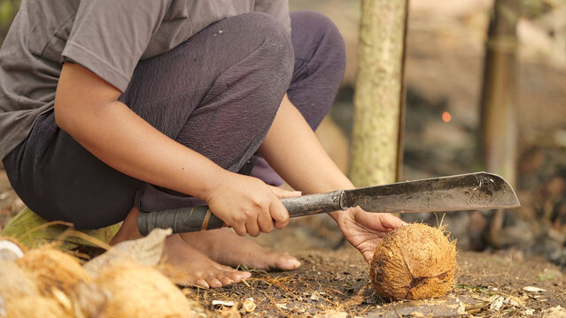 Farmer opening harvested coconut shell with machete for making copra on farm or plantation on flores island, indonesia, southeast asia