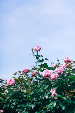 空の下、花びらと葉が美しく光るピンクの薔薇の風景