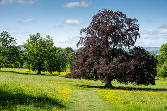 copper beech in parkland