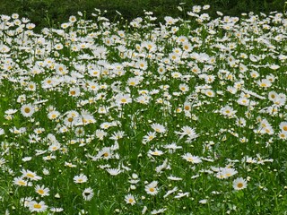 field of daisies © JOOEUN
