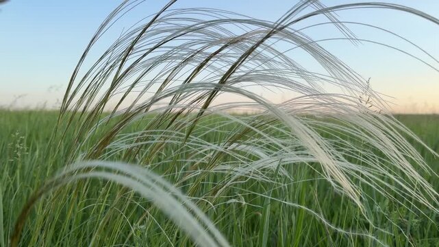  feather grass at sunset, the sound of a cricket 