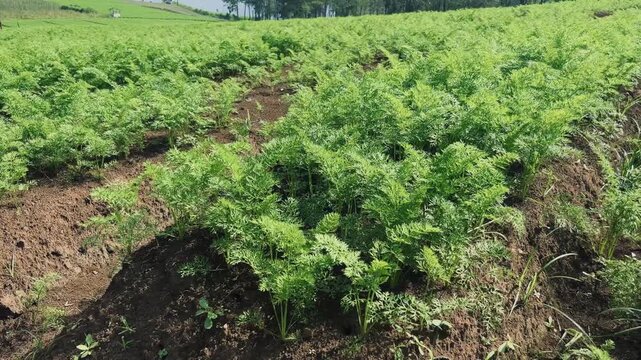 freshly grown carrot plantation. self-sufficient food