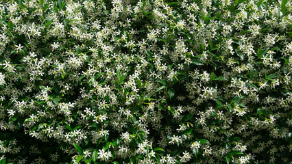 Obraz premium Trachelospermum jasminoides blooms in summer in the garden with flowers - star jasmine