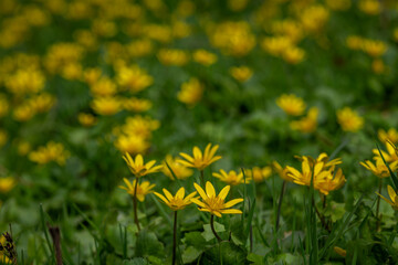 Obraz premium Yellow spring flowers blossom in green fresh garden grass meadow